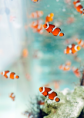 /album/fotogaleria/a1454663-648993935139199-794625076-n-png/